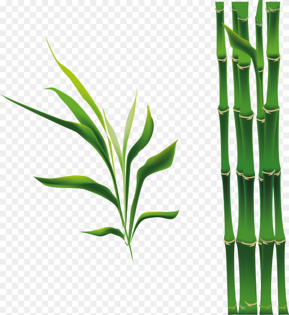 Cy Tre Hot Hnh, Plant, Bamboo Png Image
