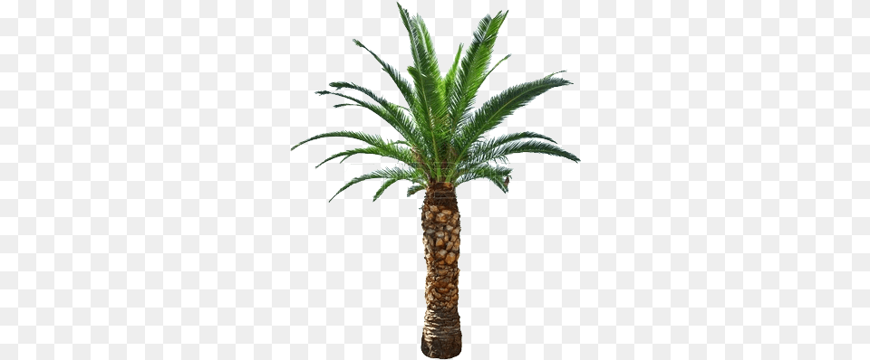 Cycad Short Palm Tree, Palm Tree, Plant Free Transparent Png