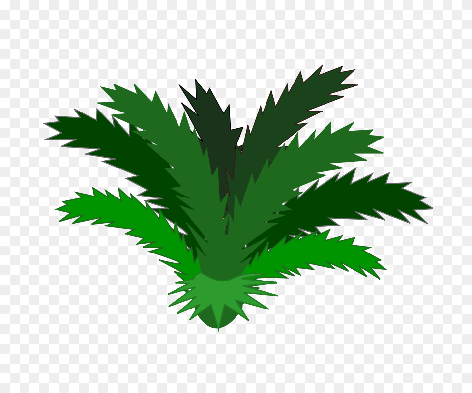 Cycas, Green, Leaf, Plant, Tree Free Png Download