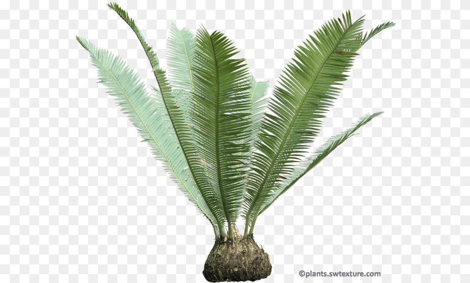 Cycas Palm, Fern, Palm Tree, Plant, Tree Free Transparent Png