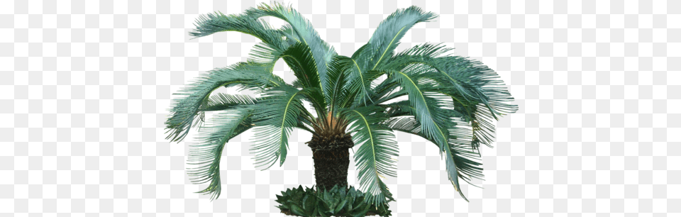 Cycas Palm Plant Tropical Tree, Palm Tree, Leaf Free Png