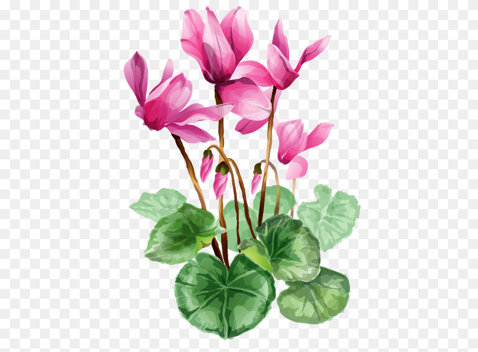 Cyclamen, Flower, Geranium, Plant, Art Free Transparent Png