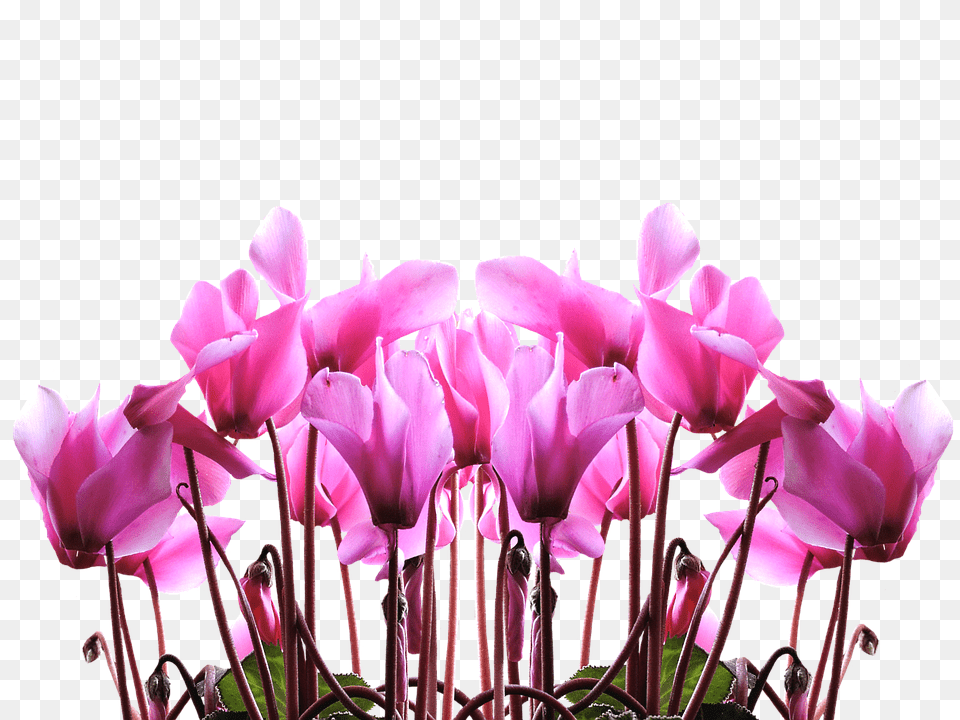 Cyclamen Flower, Geranium, Petal, Plant Free Transparent Png