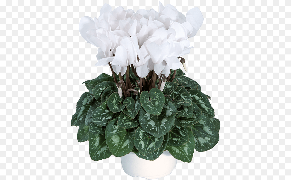 Cyclamen, Flower, Geranium, Plant, Potted Plant Png Image