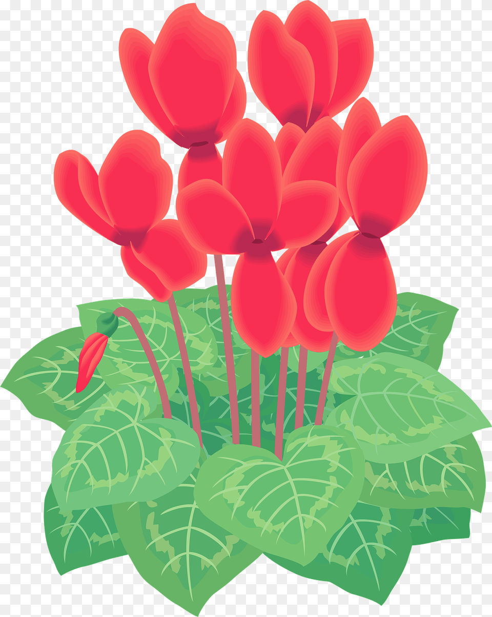 Cyclamen Persicum Flower Clipart, Petal, Plant, Geranium, Leaf Free Png