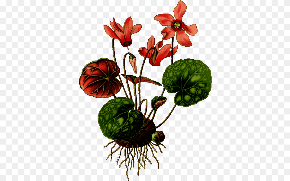 Cyclamen Vector Drawing Cyclamen Plant Botanical Drawing, Flower, Geranium, Flower Arrangement, Pattern Free Png Download