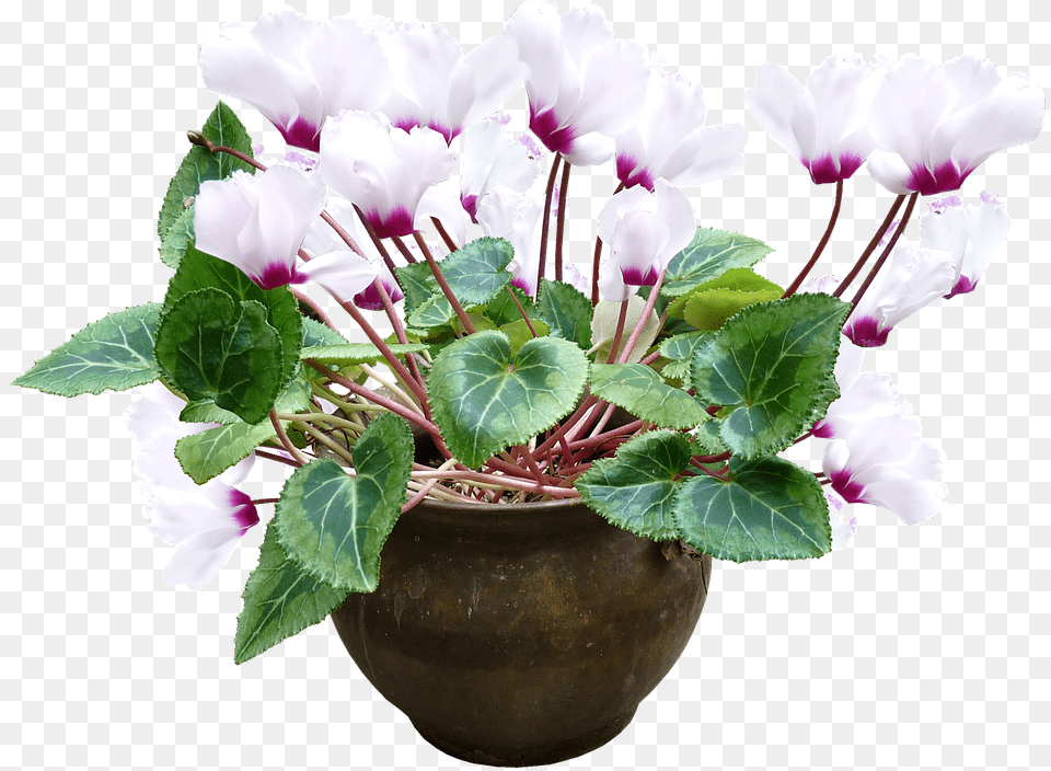Cyclamen White Pot Plant Cyclamen, Flower, Flower Arrangement, Geranium, Potted Plant Free Transparent Png