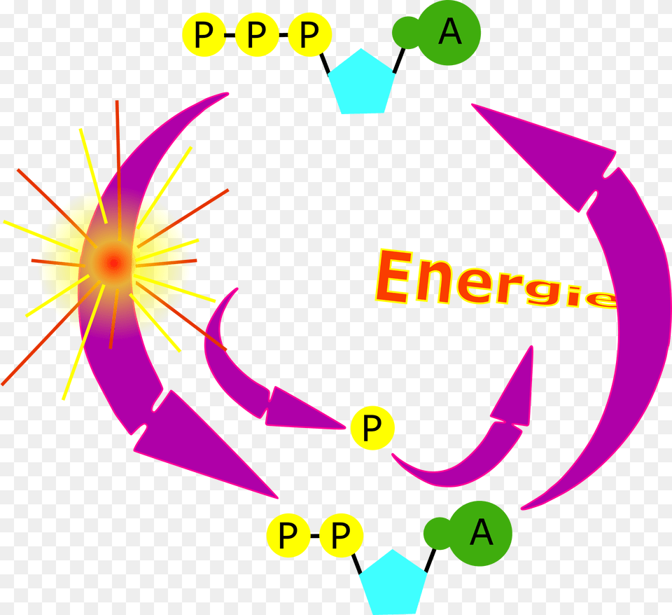 Cycle Atp Clip Arts Animation Atp Adp Cycle, Animal, Fish, Sea Life, Shark Png