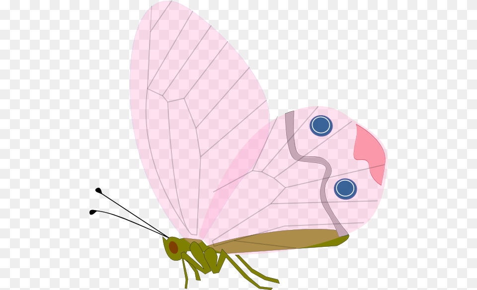 Cycle Of A Butterfly Pink, Animal, Ammunition, Grenade, Weapon Free Png Download