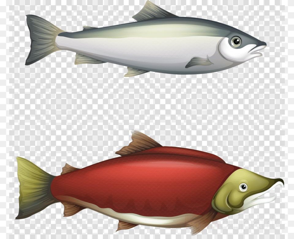 Cycle Of Salmon Clipart Chinook Salmon Barbel Fish Life Cycle, Animal, Sea Life, Tuna, Shark Free Transparent Png
