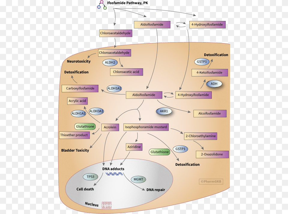 Cyclophosphamide Mechanism Of Action In Breast Cancer, Diagram, Uml Diagram Free Transparent Png