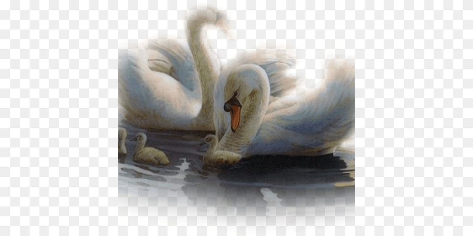 Cygnini, Animal, Bird, Swan Png Image