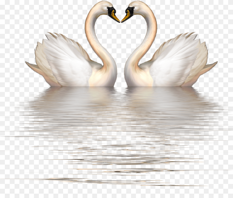 Cygnini Bird Clip Art Swan Heart Clipart, Animal Free Transparent Png