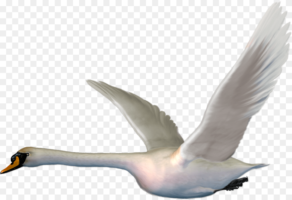 Cygnini Bird Goose Duck The Magic Swan Geese Flying, Animal Free Png Download