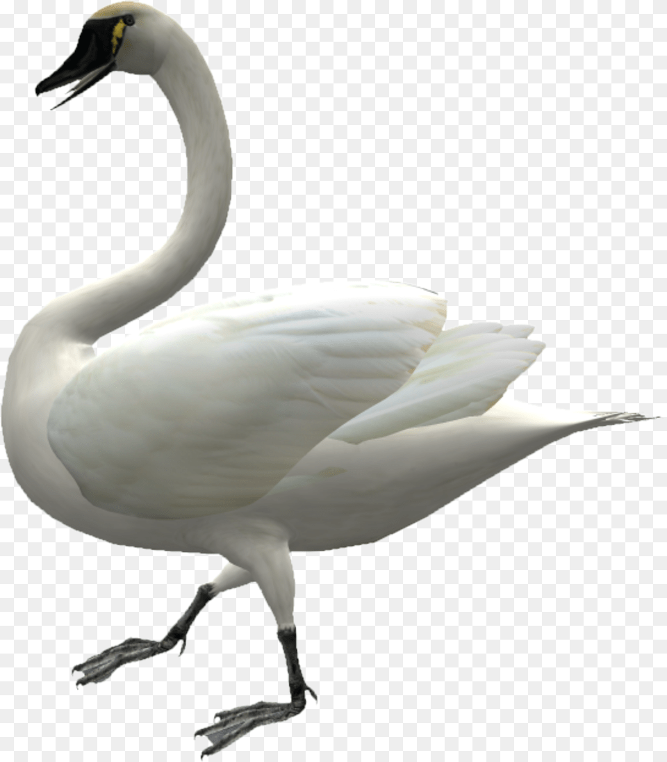 Cygnini Domestic Goose Duck Swans, Animal, Bird, Swan, Anseriformes Png Image