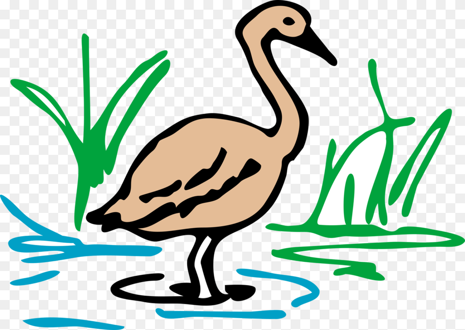 Cygnini Download Drawing Document, Animal, Bird, Flamingo, Face Png Image