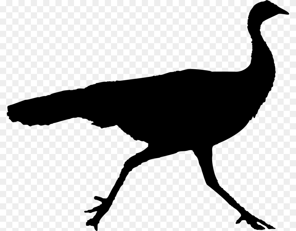 Cygnini Goose Beak Duck Bird, Gray Png