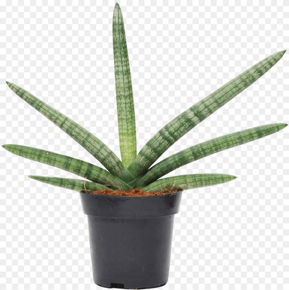 Cylindrica U0027boncelu0027 Sansevieria Cylindrica, Plant, Aloe Free Transparent Png