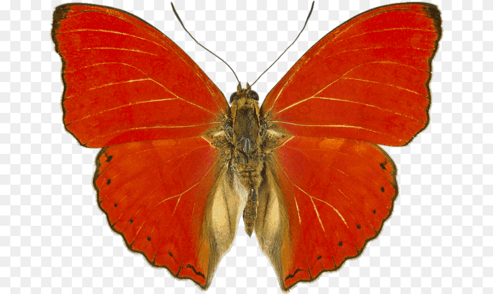 Cymothoe Sangaris, Animal, Butterfly, Insect, Invertebrate Free Transparent Png