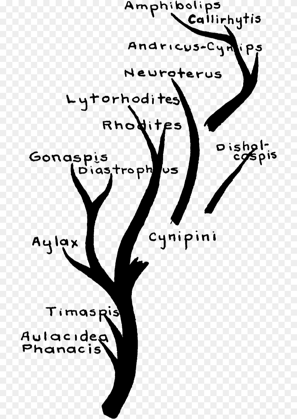 Cynipidae Family Tree Family Tree File, Gray Free Png