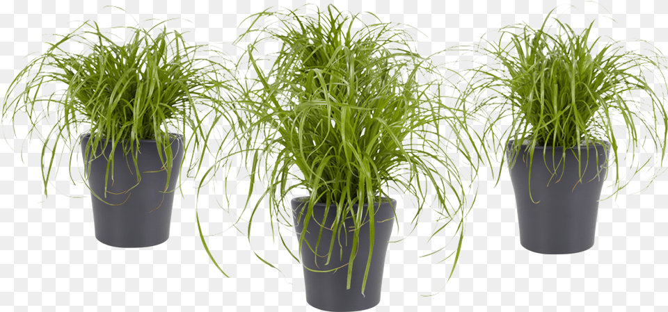 Cyperus Alternifolius Cyperus Alternifolius, Plant, Potted Plant, Moss, Vegetation Png Image