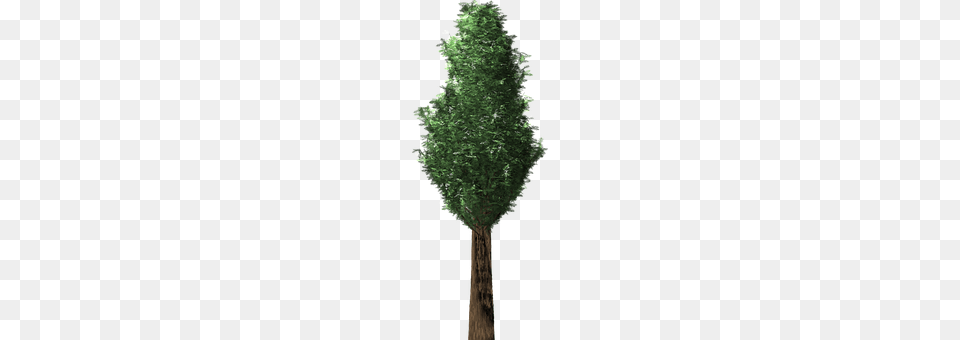 Cypress Conifer, Plant, Tree, Tree Trunk Png Image