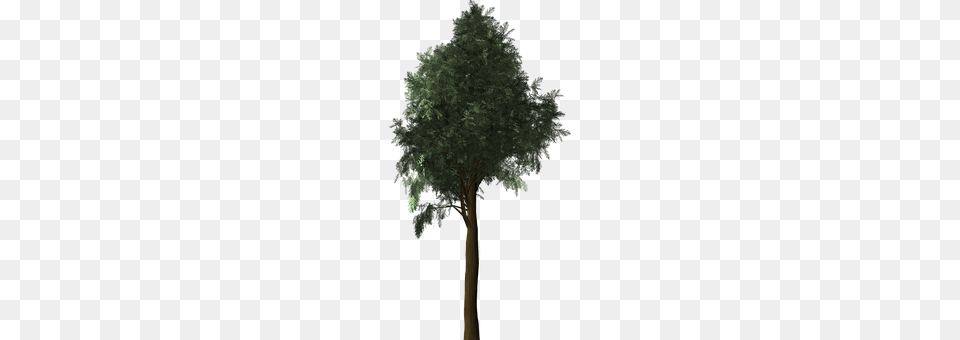 Cypress Plant, Tree, Tree Trunk, Oak Png