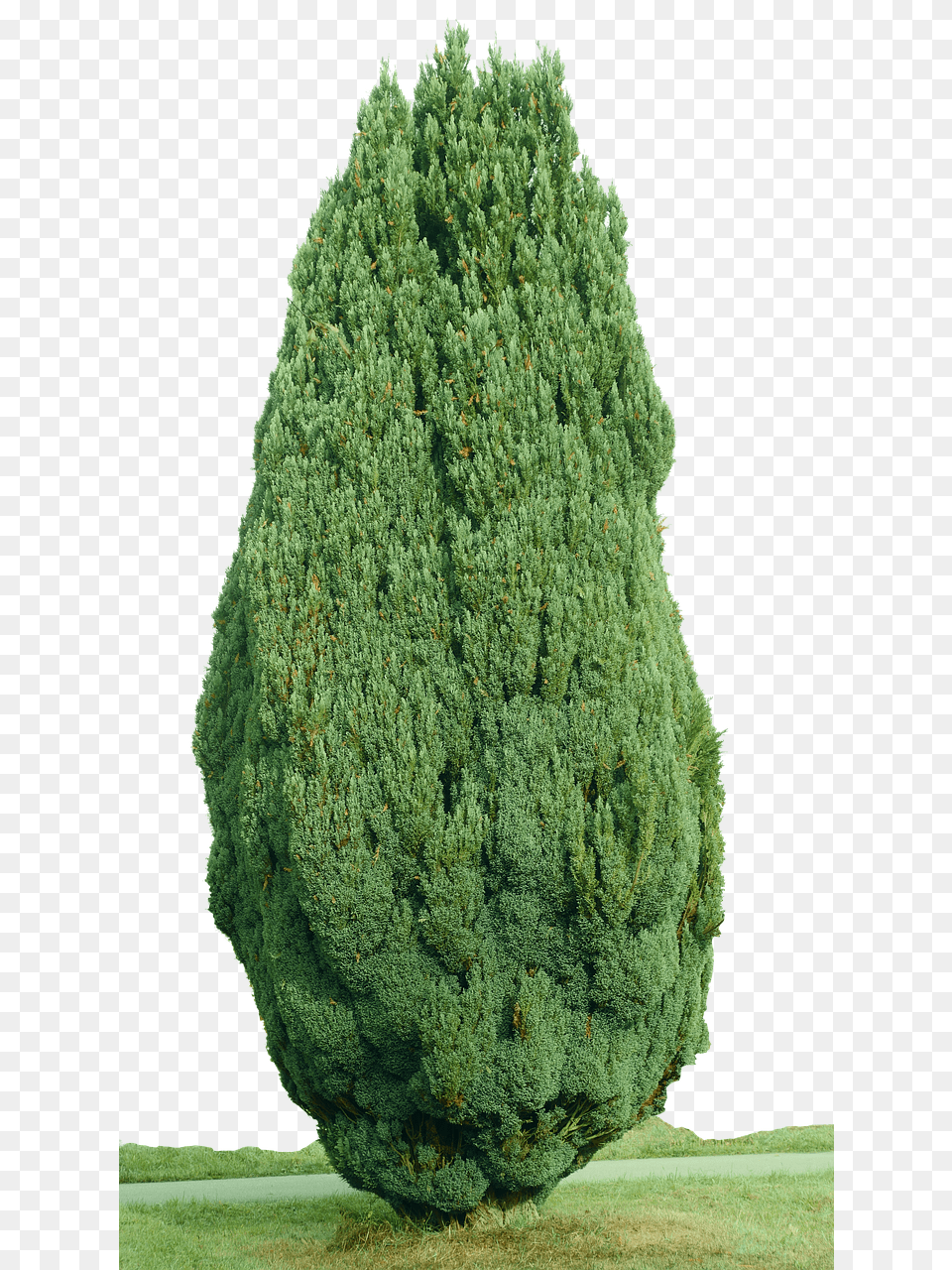 Cypress Conifer, Plant, Tree, Pine Png Image