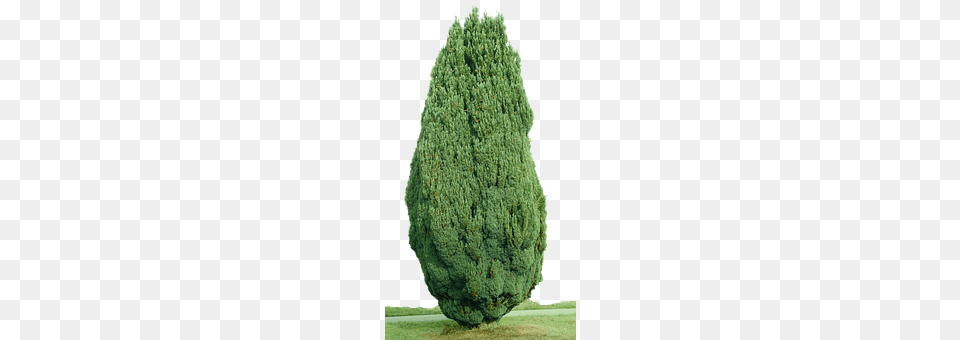 Cypress Conifer, Plant, Tree, Yew Free Transparent Png