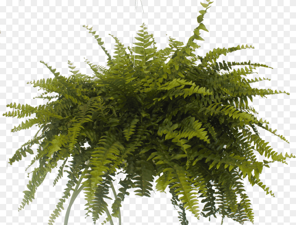Cypress Family, Fern, Plant, Leaf Png