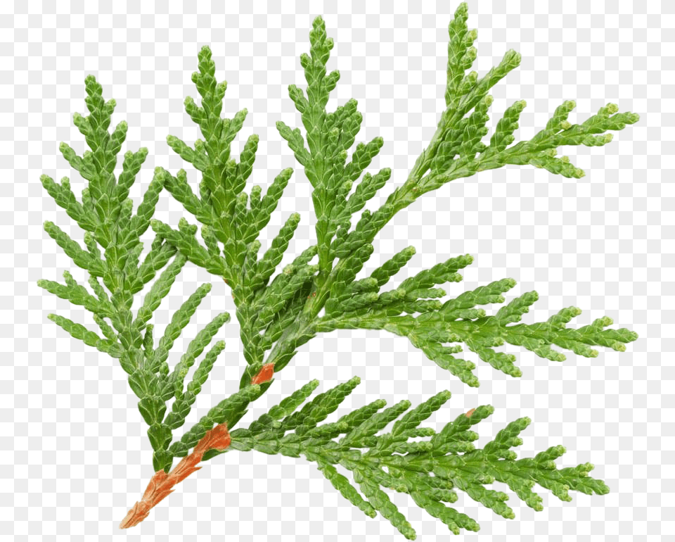 Cypress Fern, Conifer, Leaf, Plant, Tree Free Png