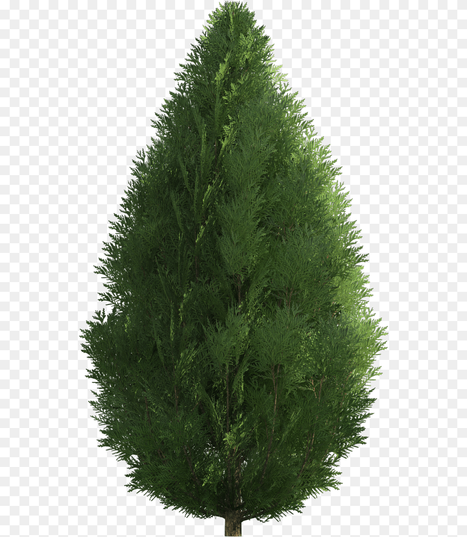 Cypress Transparent Juniperus Chinensis Tree, Conifer, Fir, Pine, Plant Free Png