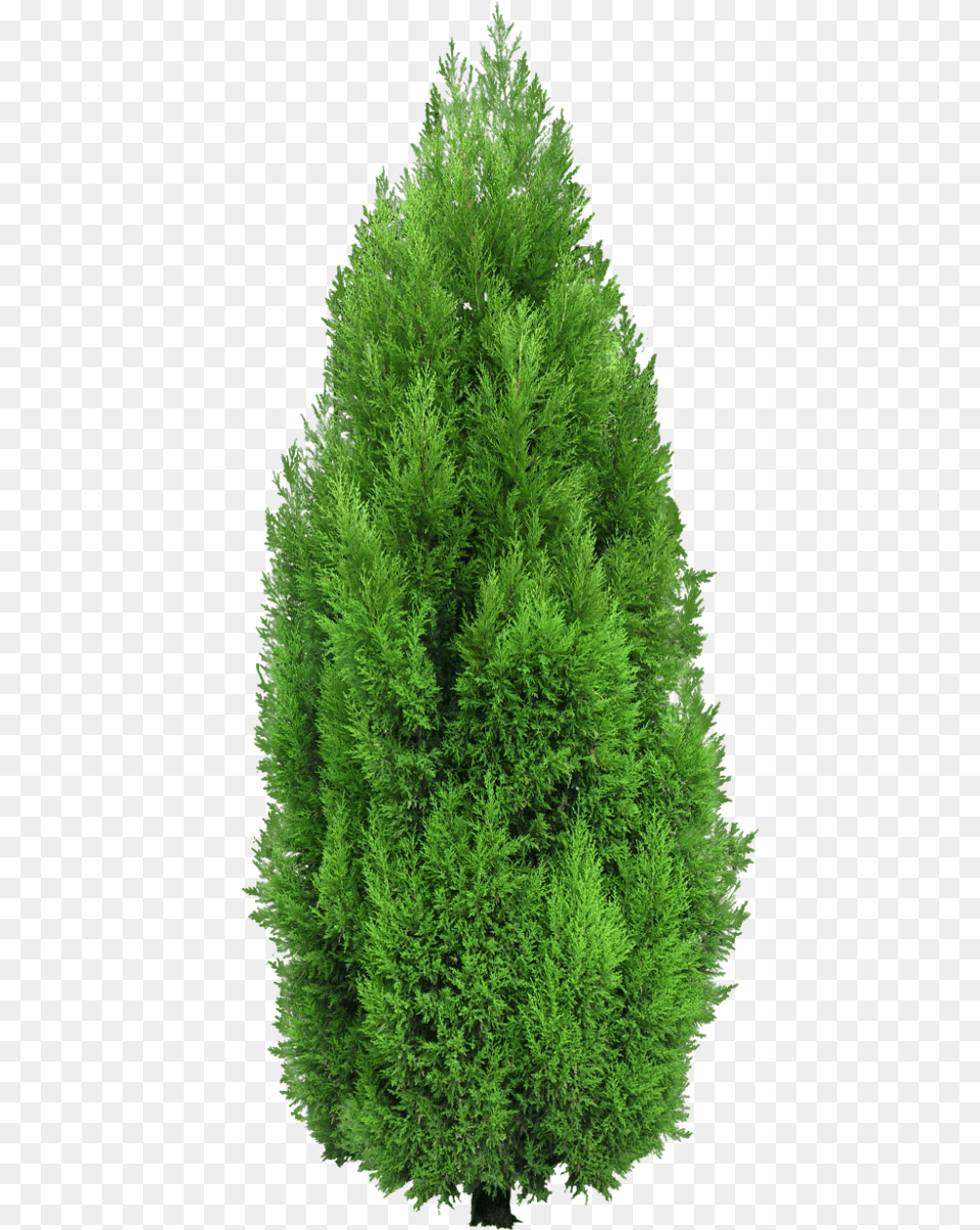 Cypress Tree, Conifer, Fir, Pine, Plant Free Png Download