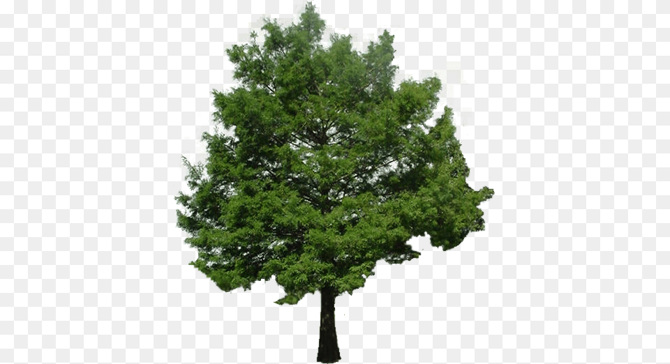 Cypress Tree Bald Cypress Tree, Conifer, Plant, Oak, Sycamore Png Image