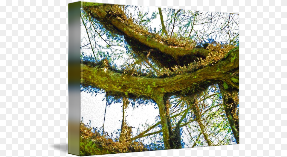 Cypress Tree By Steve Shelasky, Woodland, Vegetation, Tree Trunk, Rainforest Free Png
