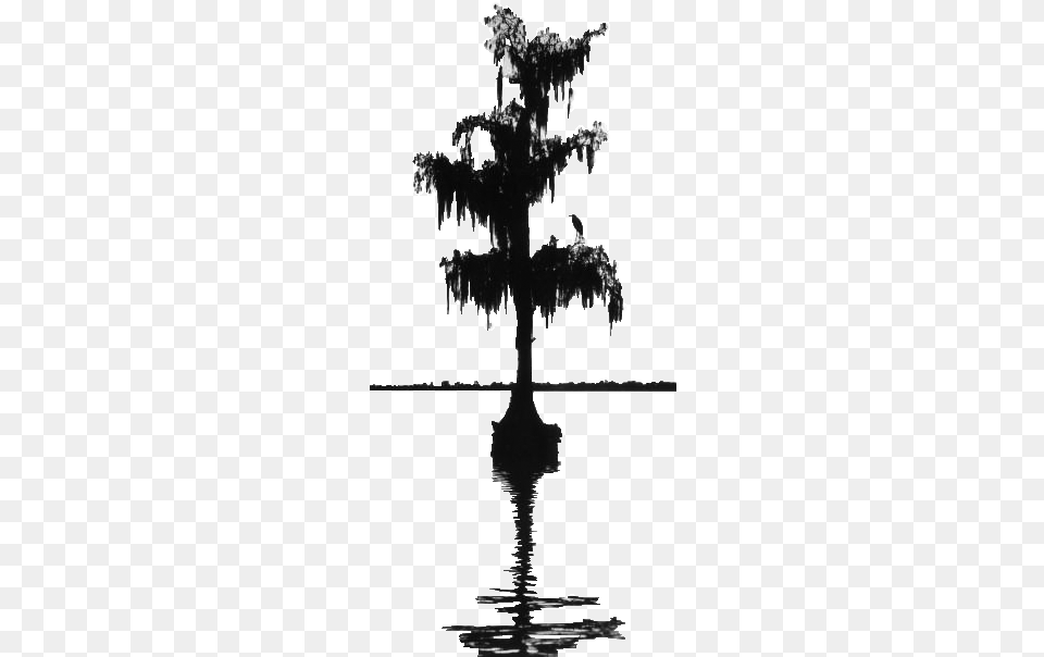 Cypress Tree Cypress Trees Silhouette, Ice, Plant, Nature, Outdoors Free Png Download