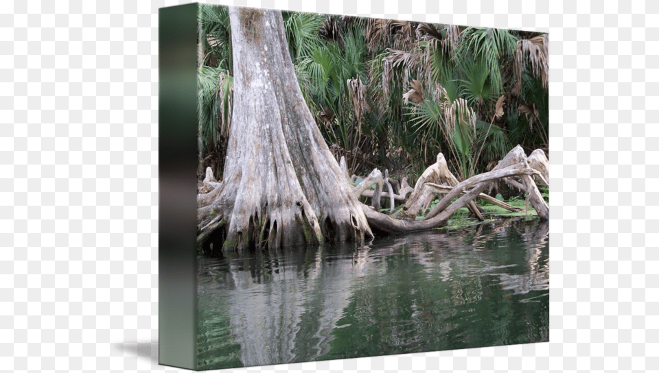 Cypress Tree Knees Reflected In The River By Norma Stamp, Land, Plant, Outdoors, Nature Free Png