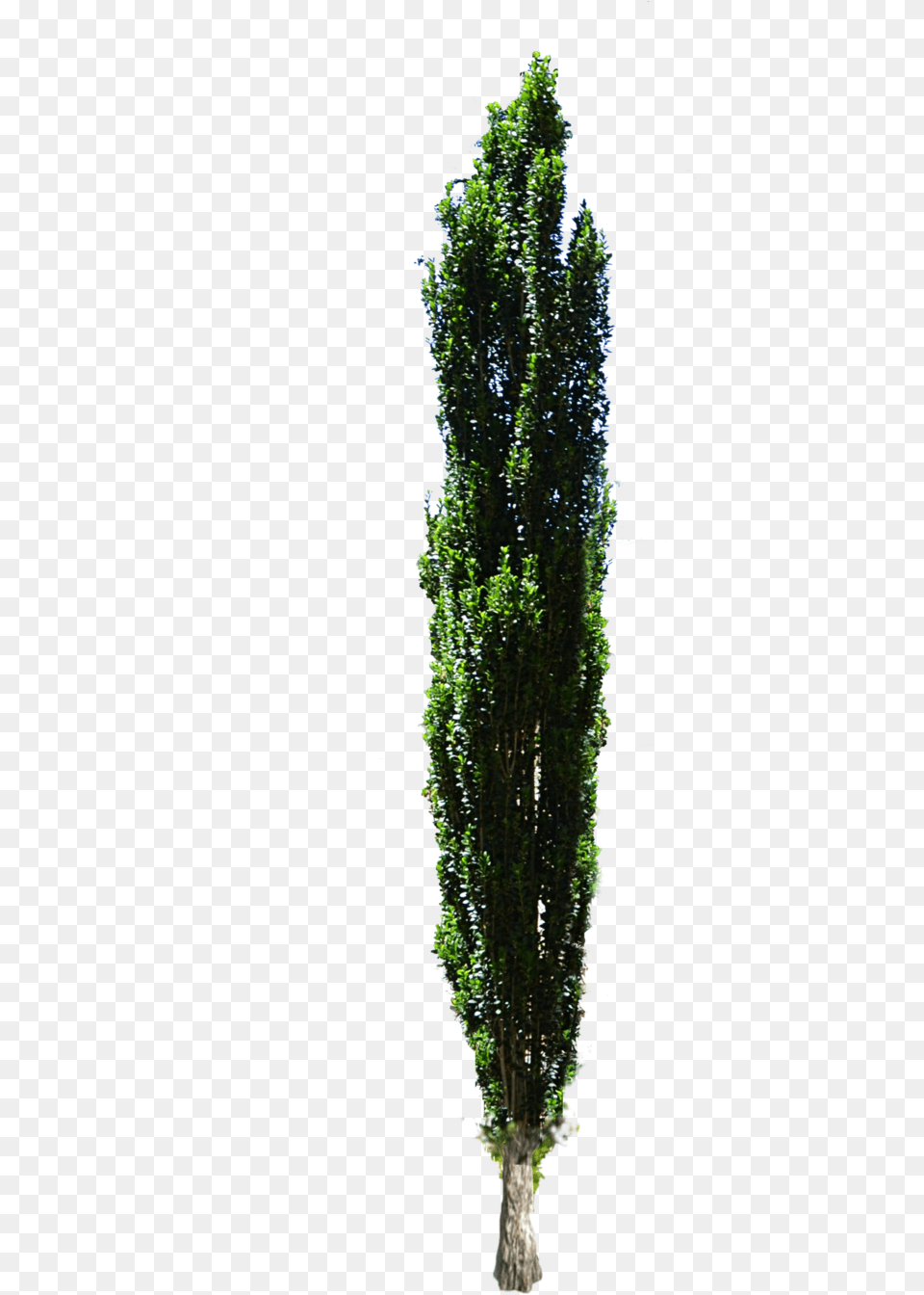 Cypress Tree Transparent Clipart Cypress Tree Cut Out, Conifer, Plant, Tree Trunk, Yew Free Png