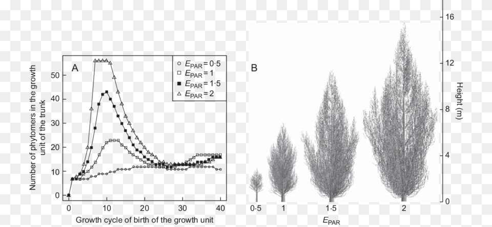 Cypress Trees Are Simulated With The Same Characteristics Cypress Family, Chart, Plot, Plant, Tree Free Transparent Png