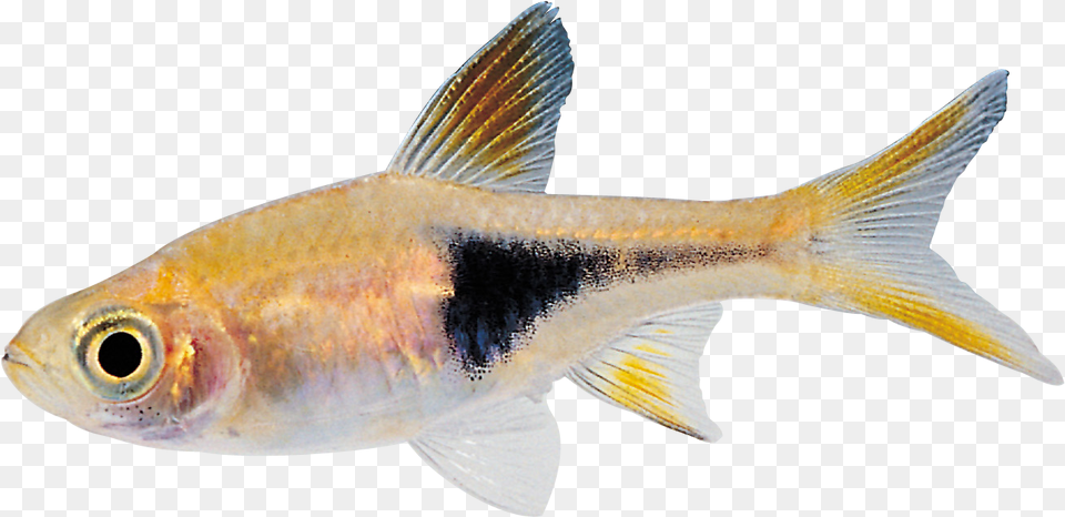 Cyprinidae Swimming Fish Gif Transparent, Animal, Sea Life Free Png