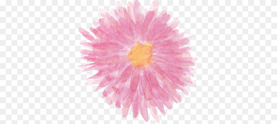 Cyrsanthemum Pink Watercolor Clipart Chrysanths, Dahlia, Daisy, Flower, Petal Png Image