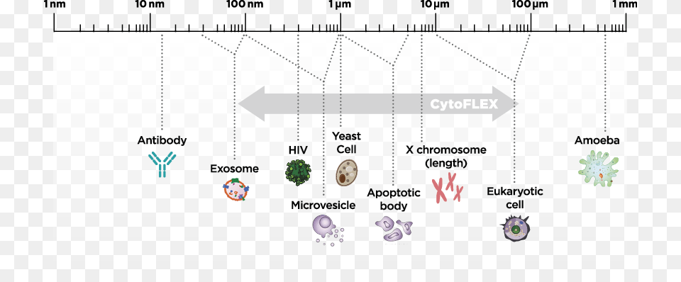 Cytoflex Diagram Particle Sizes Microvesicles And Flow Cytometry, Chart, Plot Free Png Download