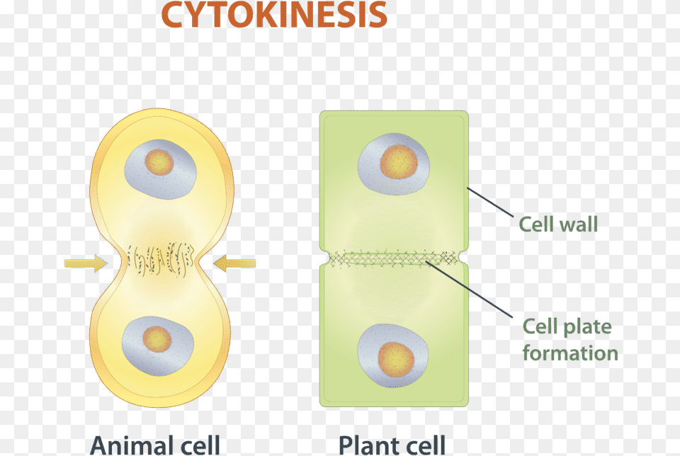 Cytokinesis Is The Final Stage Of Eukaryotic Cell Division Eukaryotic Cytokinesis, Light Free Transparent Png