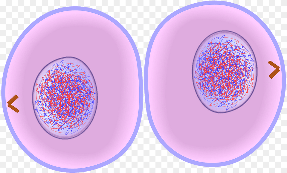 Cytokinesis Of Mitosis, Sphere, Ct Scan, Art, Porcelain Free Png Download