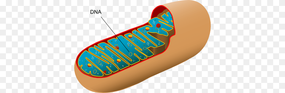 Cytoplasm Animal Cell Mitochondria, Food, Hot Dog, Dynamite, Weapon Free Png