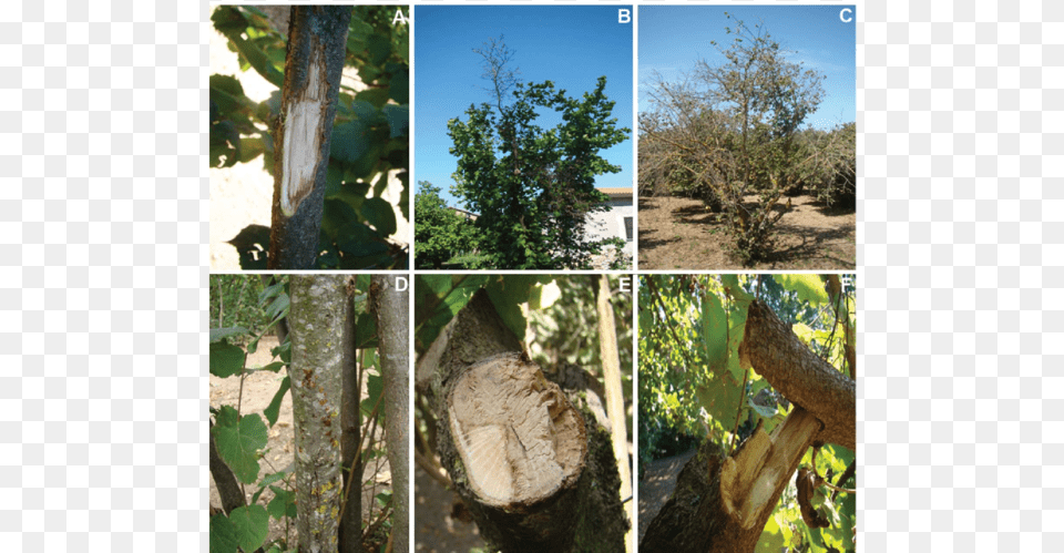 Cytospora On Hazelnut Tree, Vegetation, Tree Trunk, Plant, Oak Png