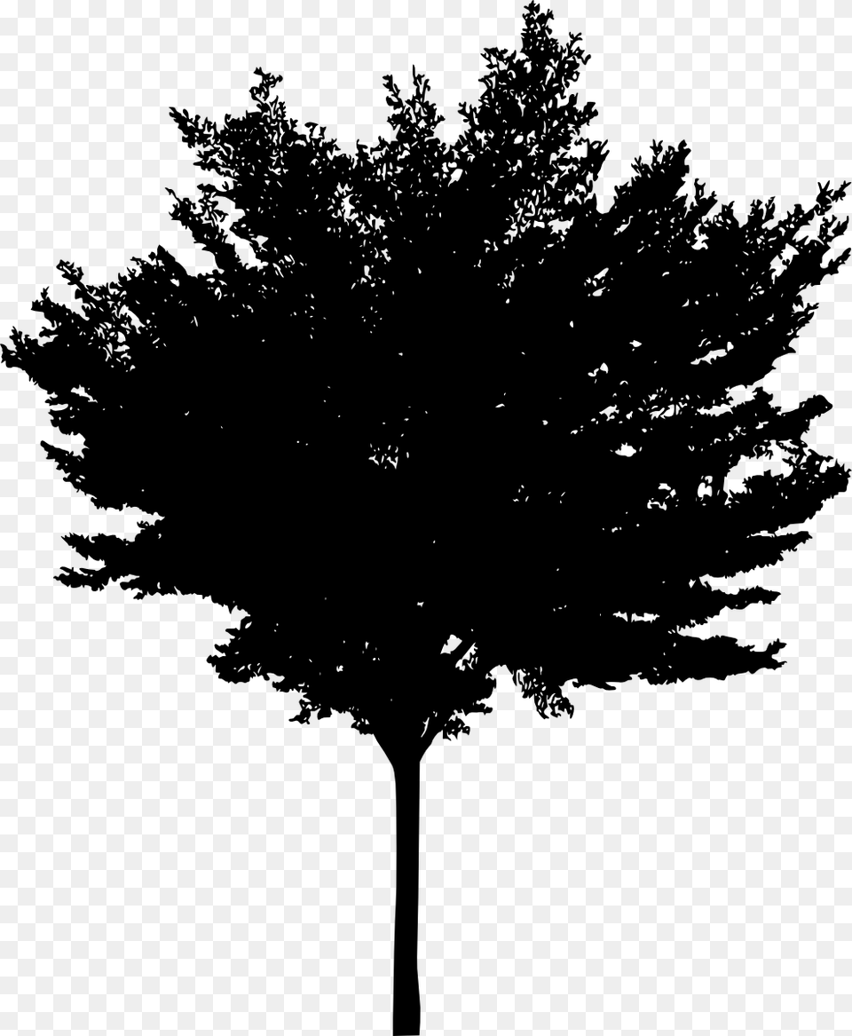 Czarne Drzewo Na Biaym Tle, Plant, Silhouette, Tree Free Png Download
