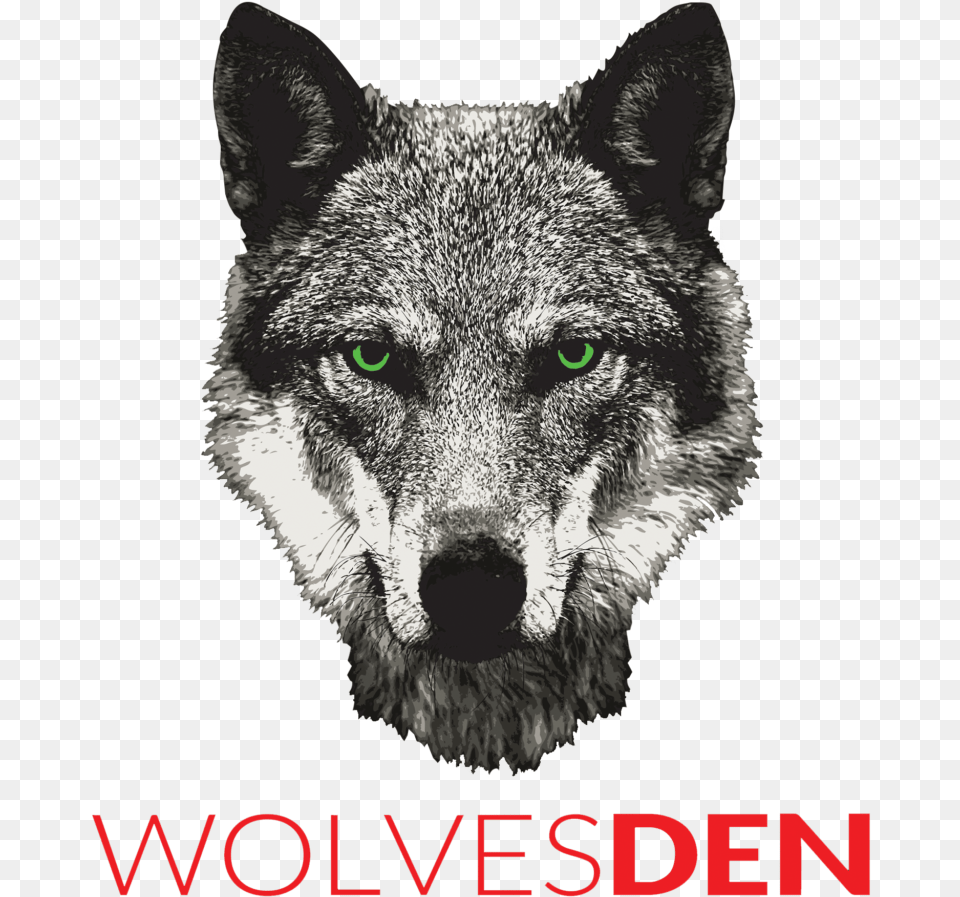 Czechoslovakian Wolfdog, Animal, Mammal, Wolf, Canine Free Png