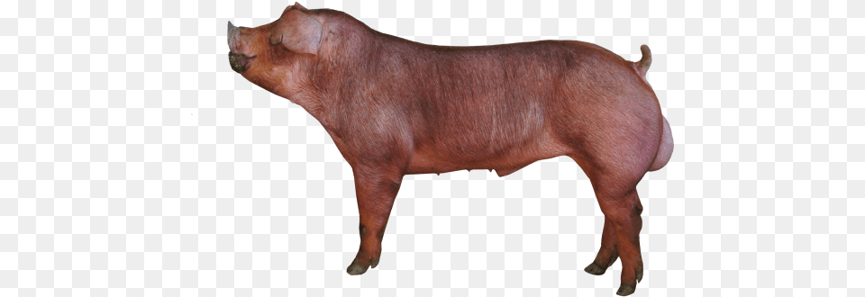 D 39 3 2015 Final Duroc Transparent, Animal, Boar, Hog, Mammal Free Png Download