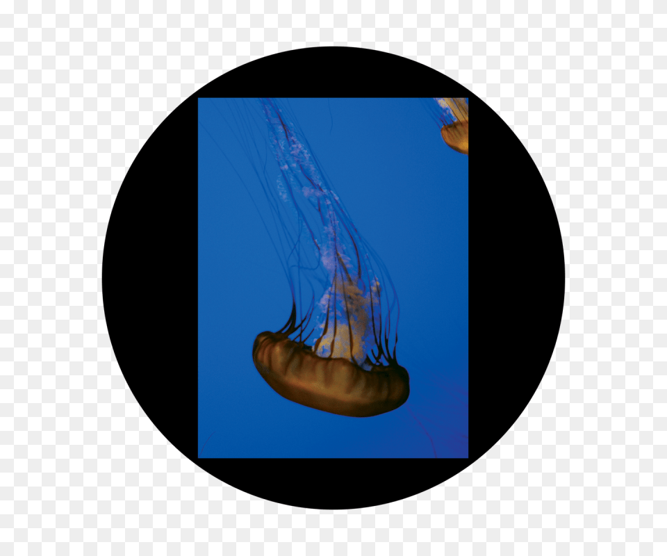 D Antonakos, Animal, Sea Life, Invertebrate, Jellyfish Free Transparent Png